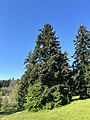 * Nomination Clark Lake Park in Kent, Washington --Roc0ast3r 06:05, 23 May 2024 (UTC) * Review There's visible halo all around the tree --Екатерина Борисова 01:11, 31 May 2024 (UTC)
