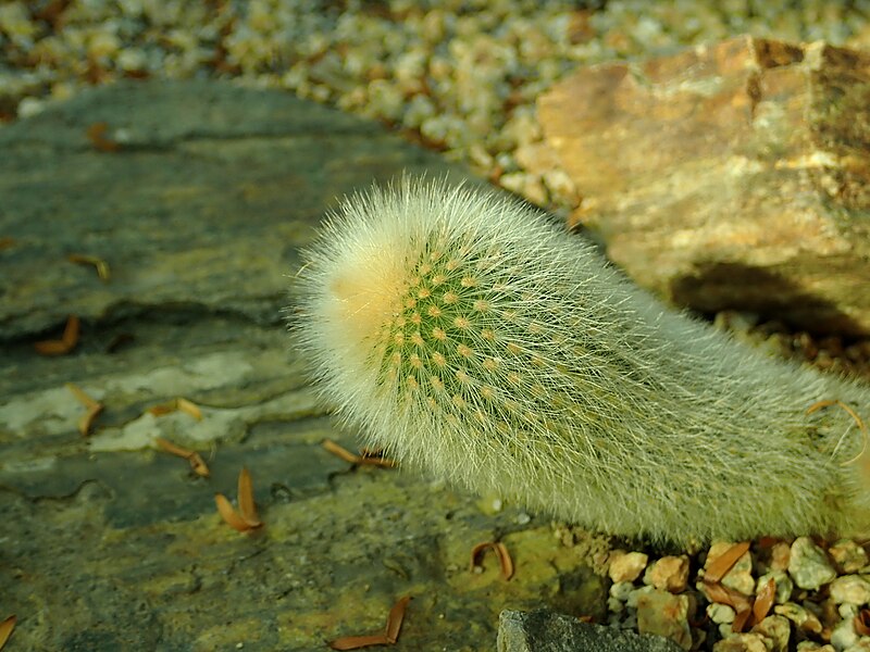 File:Cleistocactus brookeae 2020-02-08 7872.jpg