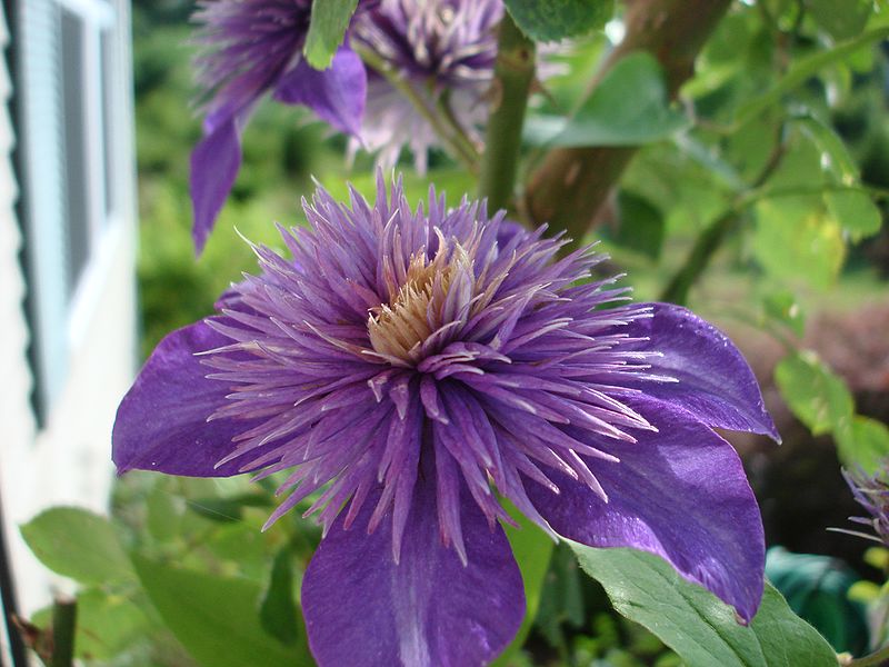 File:Clematis macro 1.JPG