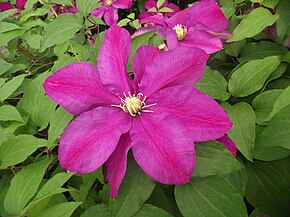 Descrierea imaginii Clematis patens sunset 02.JPG.