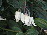 Clematis urophylla.jpg