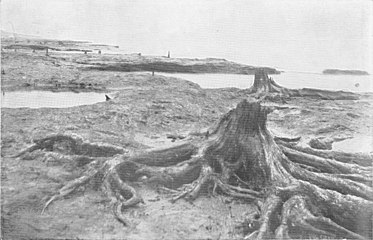 Souches et racines superficielles de la « forêt fossile » enfouie dans la tourbe, réapparaissant du fait de l'érosion du substrat par la mer, ici à marée basse à la pointe Dove, près de Meols, sur la côte du Cheshire en Angleterre, en 1913.