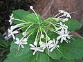 Clerodendrum calamitosum.jpg