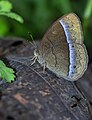 * Nomination: close wing resting of Mycalesis francisca (Stoll, 1780) - Lilacine BushbrownThis image was uploaded as part of Wiki Loves Butterfly.I, --SVKMBFLY 06:57, 6 April 2024 (UTC) * * Review needed