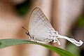 → Subject/Animals/Arthropods/Butterflies and Moths (Lepidoptera)