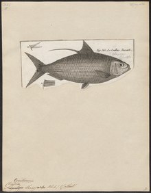 Clupea thrissa - 1788 - Басып шығару - Iconographia Zoologica - Арнайы коллекциялар Амстердам университеті - UBA01 IZ15100044.tif