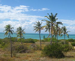 Coconut beach (4871585185).jpg
