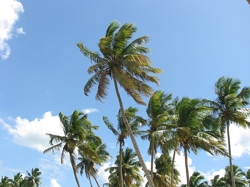 File:Cocos nucifera Las Terrenas.JPG