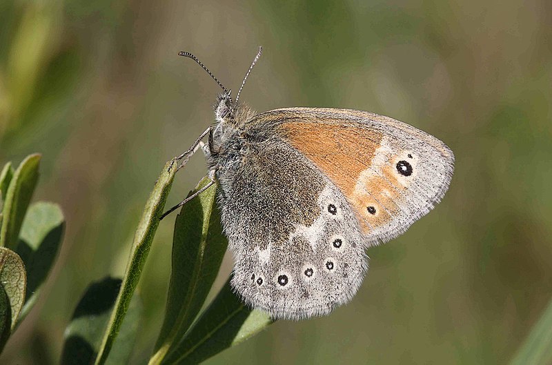 File:Coenonympha tullia, Large Heath, North Wales, June 2010 - Flickr - janetgraham84.jpg