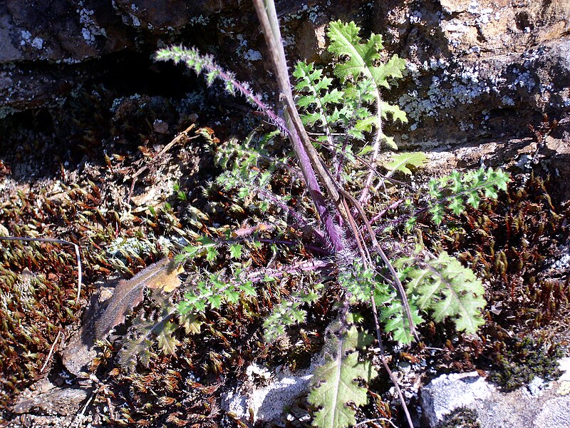 File:Coincya longirostra BasalLeaves 2010-4-08 SierraMadrona.jpg