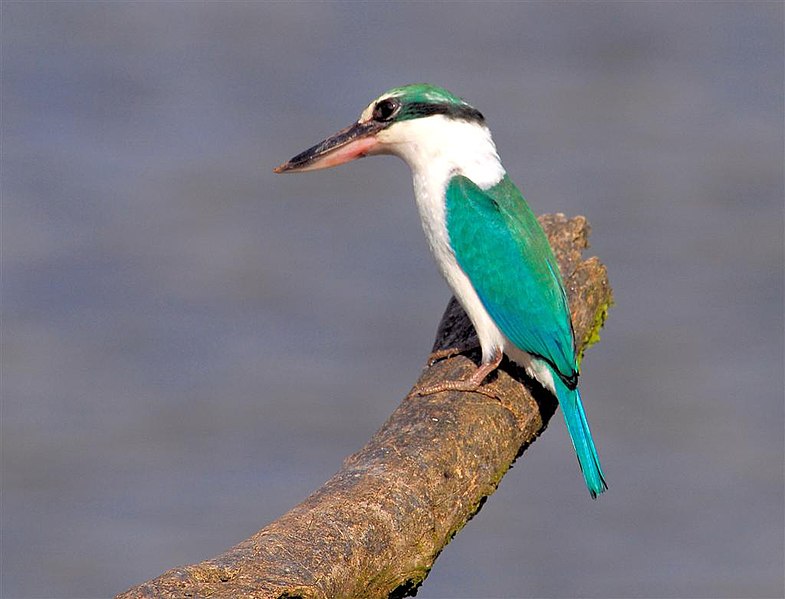 File:Collared Kingfisher (Todiramphus chloris) -Nee Soon Forest.jpg