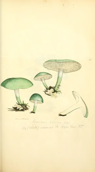 File:Coloured Figures of English Fungi or Mushrooms - t. 42.png