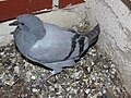 Columba livia domestica 16/5/19