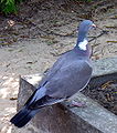 Columba palumbus2 resize.jpg