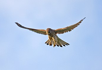 Turmfalke im flatternden Flug, Flügel so weit wie möglich ausgebreitet