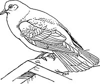 Common Pigeon