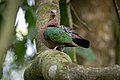 Common emerald dove at Chitwan.jpg