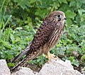 * Nomination Common kestrel (Falco tinnunculus) female --LexKurochkin 08:56, 14 April 2023 (UTC) * Promotion  Support Nice work --Mister rf 09:11, 14 April 2023 (UTC)