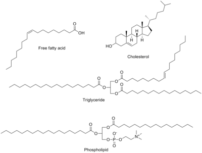 Phospholipids Vs Triglycerides