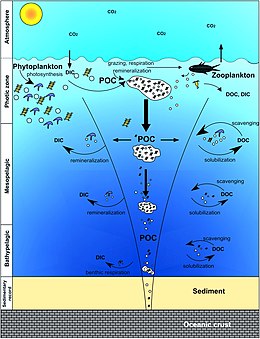 Pump processes vary with depth
Photic zone: 0-100 m; Mesopelagic: 100-1000 m; Bathypelagic: 1000 to abyssal depths. Below 1000 m depth carbon is considered removed from the atmosphere for at least 100 years. Scavenging: DOC incorporation within sinking particles. Components of the biological pump 2018.jpg