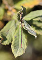 Chalcolestes viridis