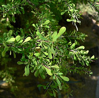 <i>Condalia</i> Genus of flowering plants