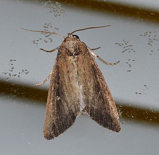 <i>Condica videns</i> Species of moth