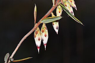 <i>Conostephium hortiorum</i> Species of flowering plant