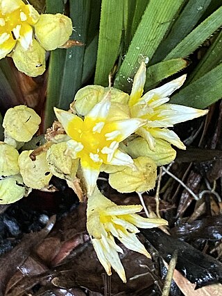 <i>Conostylis serrulata</i> Species of flowering plant