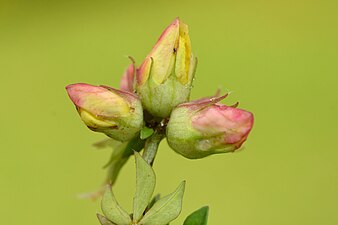 Contarinia loti on Lotus corniculatus