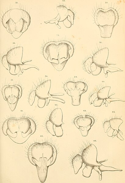 File:Contributions à la faune diptérologique (1887) (20688936135).jpg