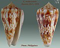 Miniatura para Conus moluccensis