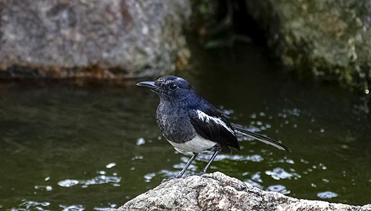 Copsychus saularis (Oriental magpie-robin) at Kuala Lumpur, Malaysia.