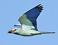 Coracias garrulus (Coraciidae) (European Roller), Tulcea, Romania (cropped).jpg