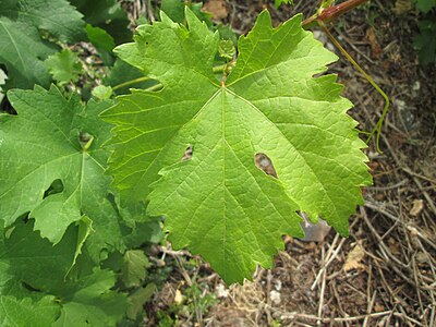 Feuille de cornalin.