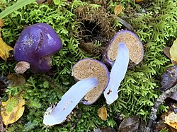 Cortinarius purpureocapitatus.jpg