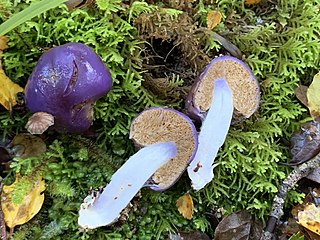 <i>Cortinarius purpureocapitatus</i> Species of fungus