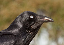 Modtager Numerisk dump Australian raven - Wikipedia
