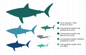 Size estimates comparison of Cosmopolitodus hastalis