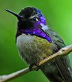Costa's hummingbird (Calypte costae)-cropped.jpeg