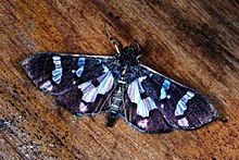 Crambid Moth (Desmia bajulalis) (8371439840) .jpg