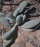 Crassula atropurpurea var. purcellii