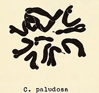 Crepis paludosa chromosomes.jpg