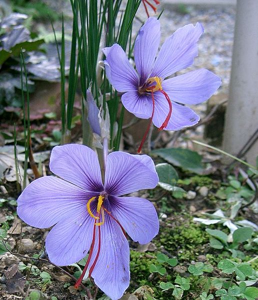 File:Crocus sativus2.jpg