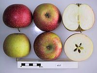 Cross section of Kile, National Fruit Collection (acc. 1973-212) .jpg