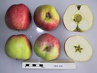 Cross section of Orbai Alma, National Fruit Collection (acc. 1948-396).jpg
