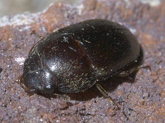 Cryptarcha ampla P1640953a.jpg