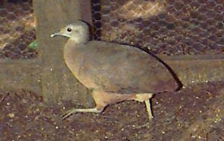 <span class="mw-page-title-main">Little tinamou</span> Species of bird