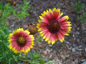 Cockade flower (Gaillardia pulchella)