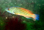 Thumbnail for Cuckoo wrasse